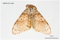 藏品(毒蛾科)的圖片